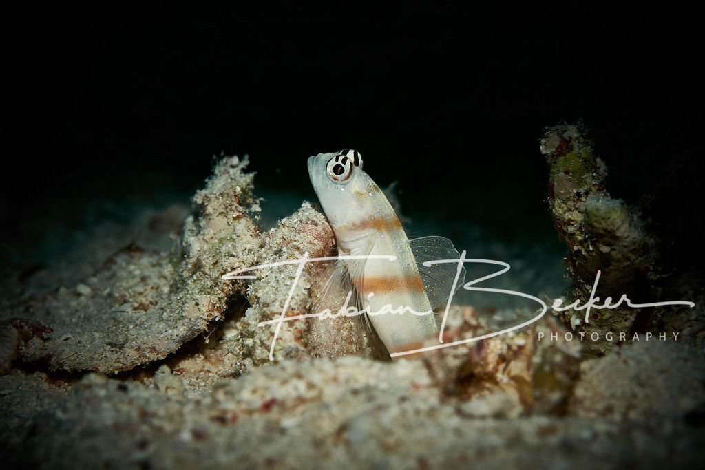 Im Scheinwerferlicht | Einzigartige Wandbilder von faszinierenden Unterwasserwelten. Exklusive Kunst für Empfangsbereiche, Wohnraum oder Wartezimmer. - Realisiert mit Pictrs.com