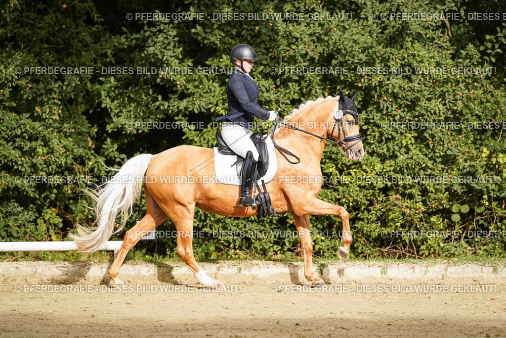 DSC09273 | Pferdegrafie