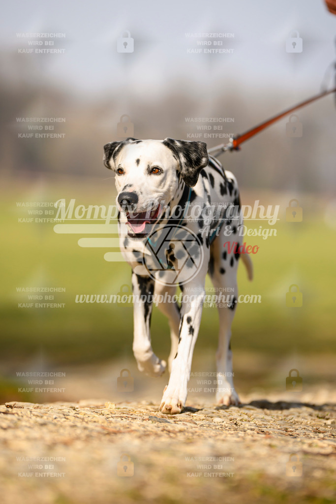 MompixPhotography_6ReiatRennen2026_SA_HappyDog-97 | PayLife