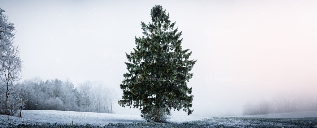Tanne auf der schwäbischen Alb bei Geislingen | löwenblicke | shop