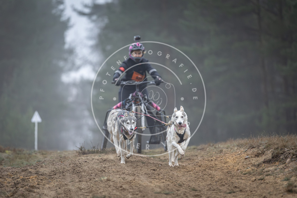 Pfotenfotografie_DV3A0617 | Hundefotografie, Tierfotograf, Pfotenfotografie, Fotoshooting Hund, Hunde Portrait, Hundesport, Hundeportraits, Heideshooting, Hunde, Sportfotograf, Hundefotograf, Turnierhundsport, THS,  - Realisiert mit Pictrs.com