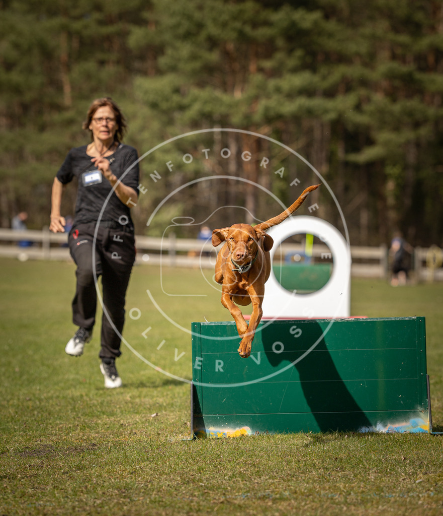 Pfotenfotografie_DV3A0240 | Hundefotografie, Tierfotograf, Pfotenfotografie, Fotoshooting Hund, Hunde Portrait, Hundesport, Hundeportraits, Heideshooting, Hunde, Sportfotograf, Hundefotograf, Turnierhundsport, THS,  - Realisiert mit Pictrs.com