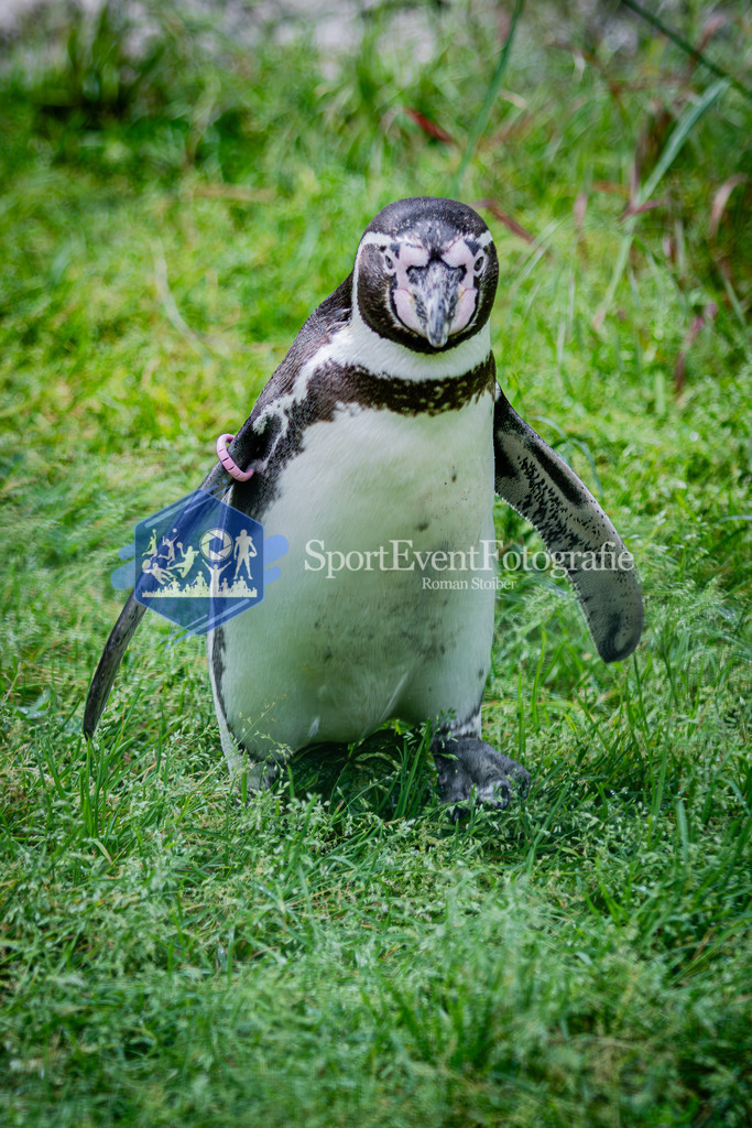 IMG_5556 | SportEventFotografie - Roman Stoiber