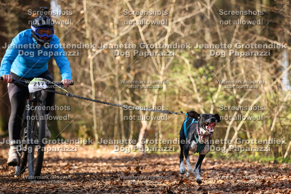 Dog Paparazzi - VCC26-1027 | Dog Paparazzi Jeanette Grottendiek Fotografie & Videografie - Realisiert mit Pictrs.com