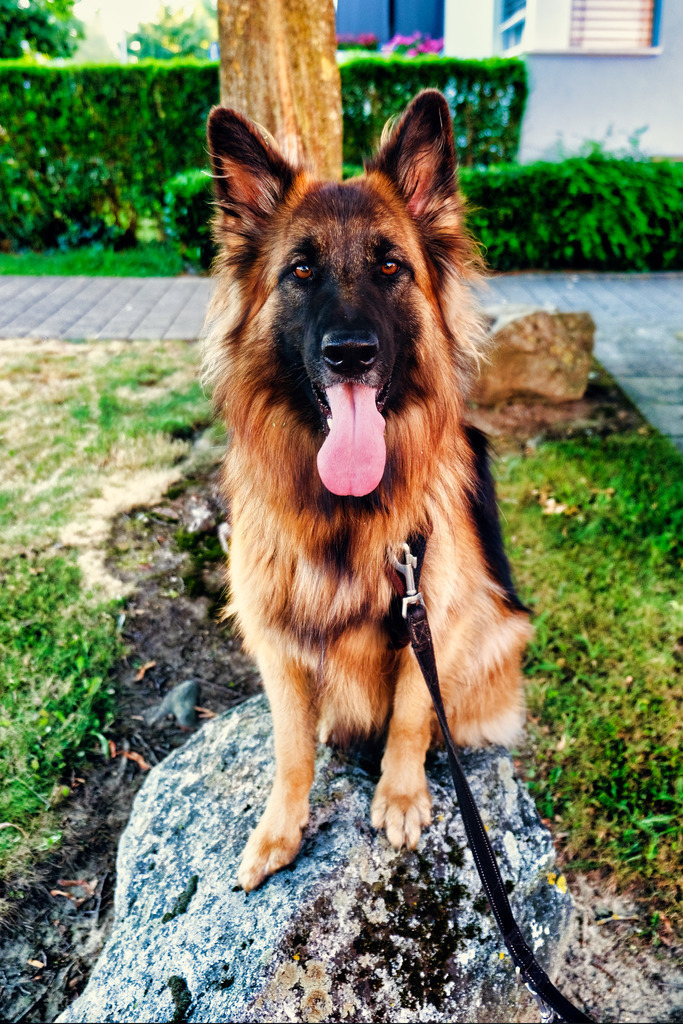Hunde (15) | Tierfotografie / Haustierfotografie - Realisiert mit Pictrs.com