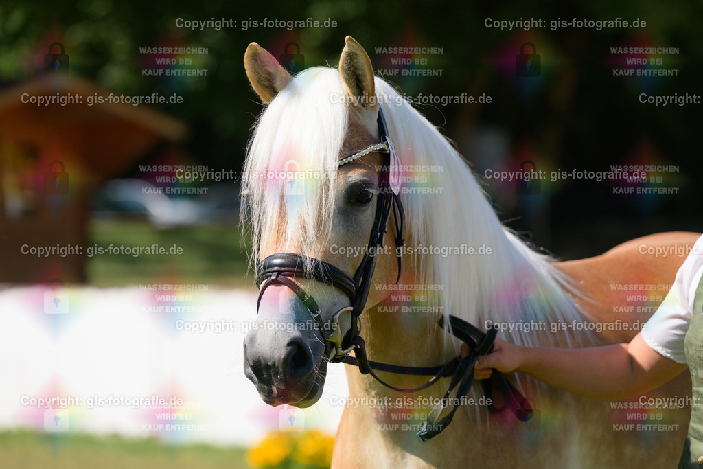 11_Lady-Cool_v.Wetterstein_Gossner_250621_12 | gis-fotografie