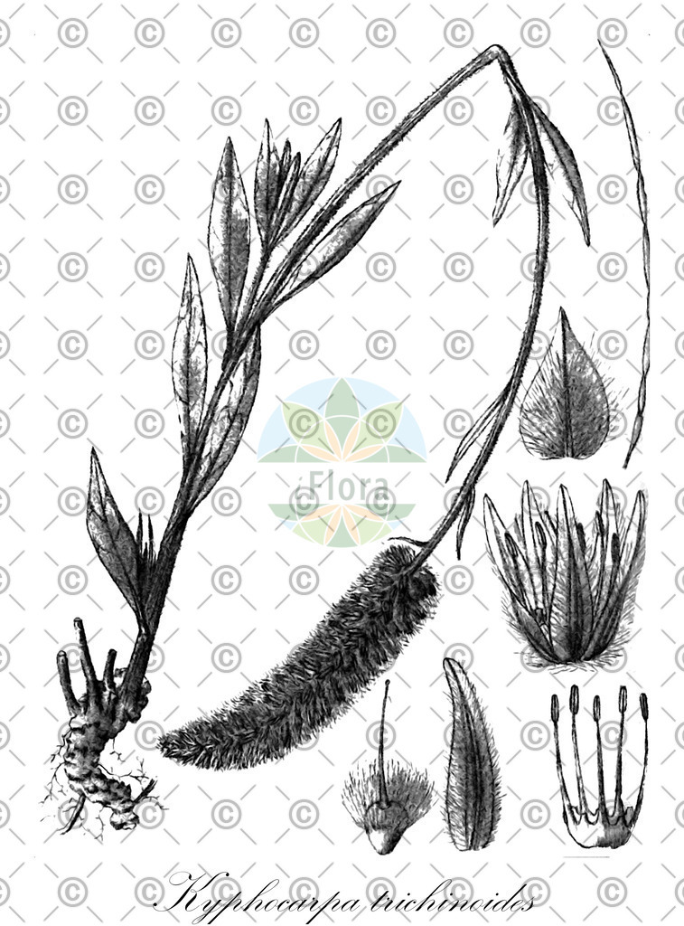 HistAbb_wfo-0001275992_1_ENZY_Simple | Historische Abbildung von Kyphocarpa trichinoides - Amaranthaceae | Historical Illustration of Kyphocarpa trichinoides - Amaranthaceae