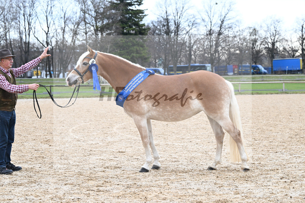 Bl. Band Kat-Nr. 9 Nina v. Sonnenkoenig Gold_Haenle_48251688 | hf-fotografie - Realisiert mit Pictrs.com