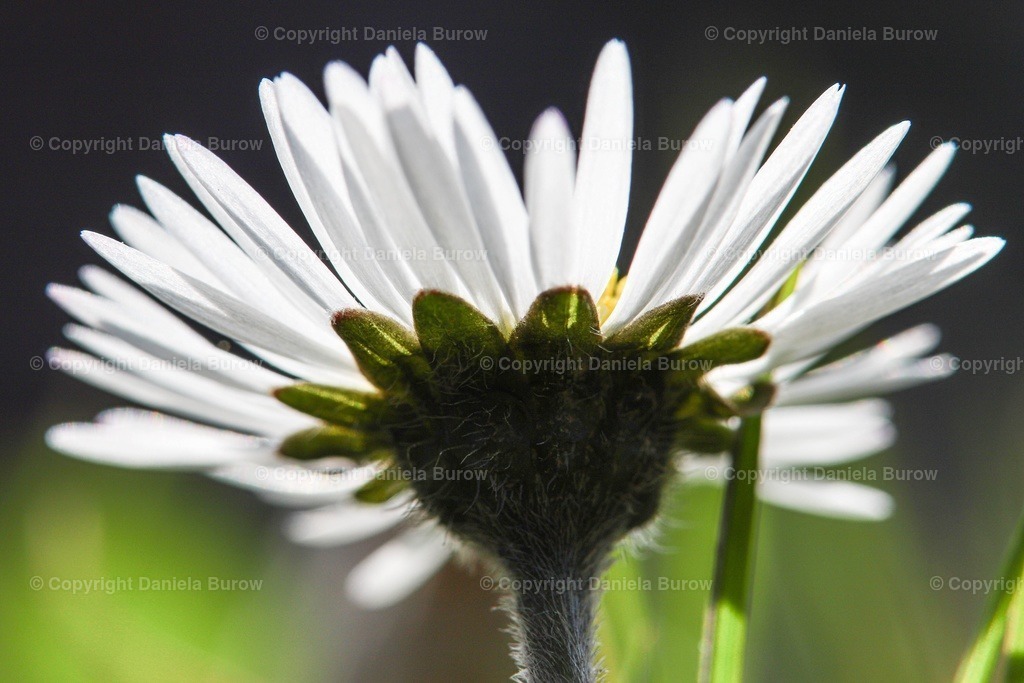 Gänseblümchen | danielaburow - Realisiert mit Pictrs.com