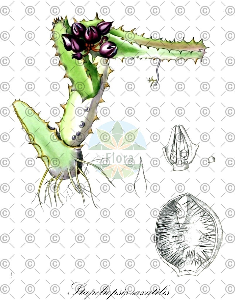 HistAbb_wfo-0000493112_1_ENZY_Simple | Historische Abbildung von Stapeliopsis saxatilis - Apocynaceae | Historical Illustration of Stapeliopsis saxatilis - Apocynaceae