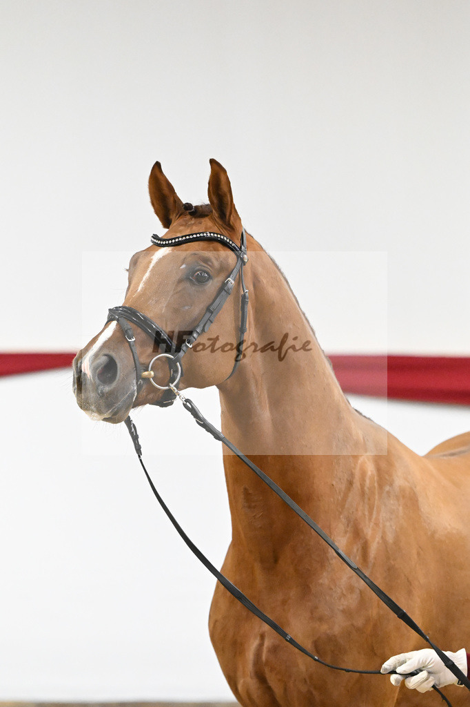 Kat-Nr. 59 v. Viva Gold_Casper u Eulich_63221737 | hf-fotografie - Realizzato con Pictrs.com