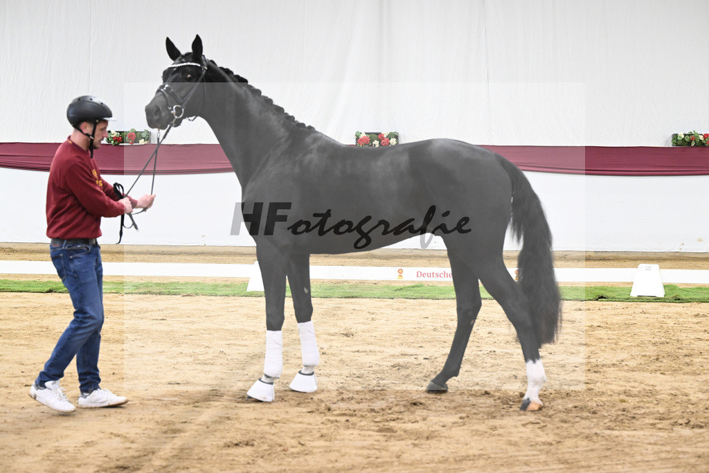 Kat-Nr. 58 Feliciano x San Amour I_Ida Vavrikova_47252154 | hf-fotografie - Realisiert mit Pictrs.com