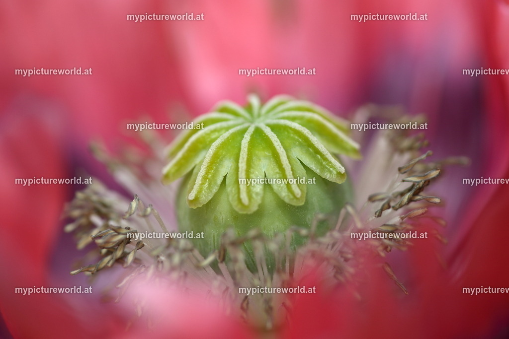 Schlafmohn-007 | Das Bilderarchiv über Tiere, Planzen und Landschaften. In der Bilddatenbank finden Sie ein große Auswahl an hochwertigen Bilder für Ihre Werbung - Realisiert mit Pictrs.com