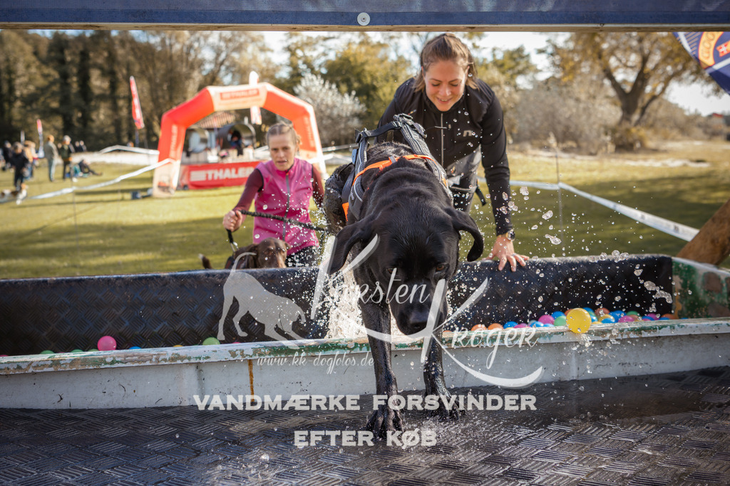 1317_ZZ99947-2 | kk-dogfotos