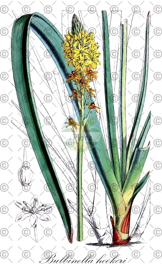 HistAbb_3DXJ_1_ENZY_Simple | Historische Abbildung von Bulbinella hookeri - Asphodelaceae | Historical Illustration of Bulbinella hookeri - Asphodelaceae