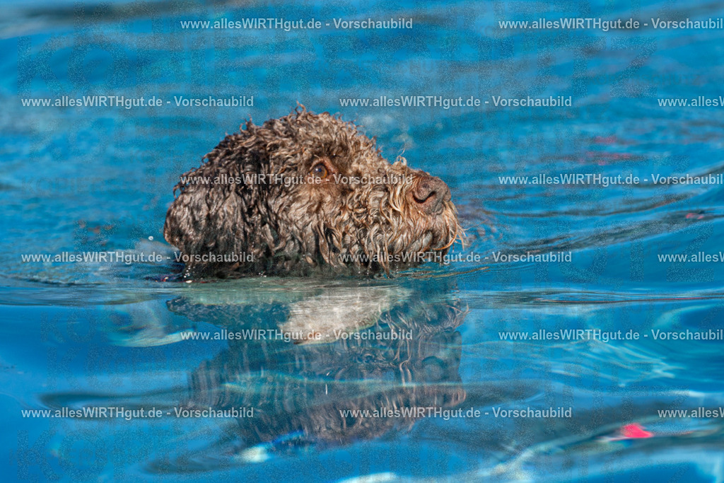 Hundeschwimmen_Volksbad_2026-allesWIRTHgut_Tierfotografie-2609061141-FAY06293 | Professionelle Tierfotografie in Mönchengladbach von Daniel Wirth (allesWIRTHgut). Liebevolle & natürliche Bilder von Hunden & Katzen für unvergessliche Erinnerungen.