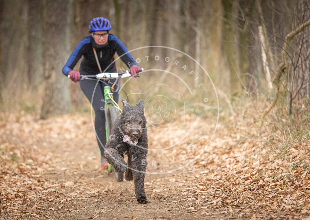 Pfotenfotografie_DV3A6858 | Hundefotografie, Tierfotograf, Pfotenfotografie, Fotoshooting Hund, Hunde Portrait, Hundesport, Hundeportraits, Heideshooting, Hunde, Sportfotograf, Hundefotograf, Turnierhundsport, THS,  - Realisiert mit Pictrs.com