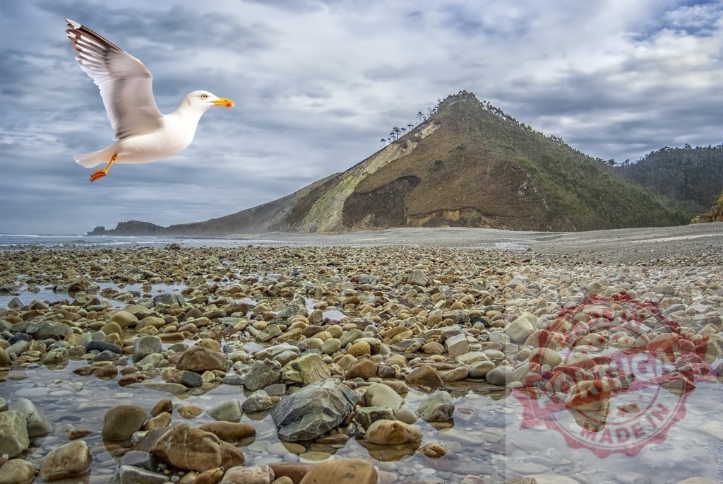 Seagull flying over a rocky beach landscape | Seagull flying above clear water reflecting sky on a pebble beach with a mountain - Realized with Pictrs.com