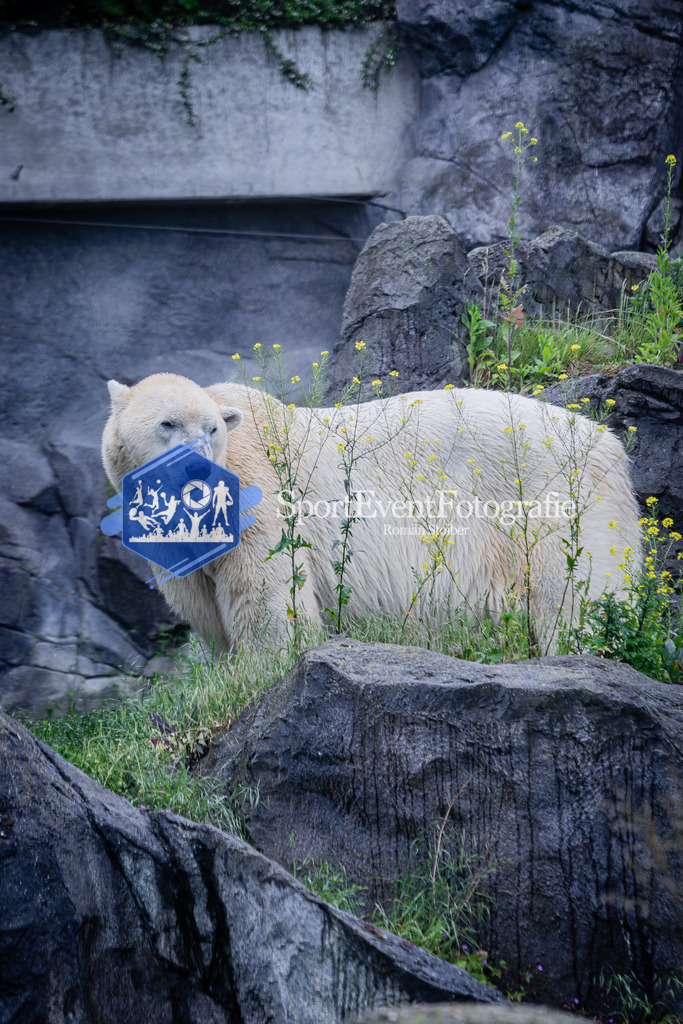 IMG_5656 | SportEventFotografie - Roman Stoiber