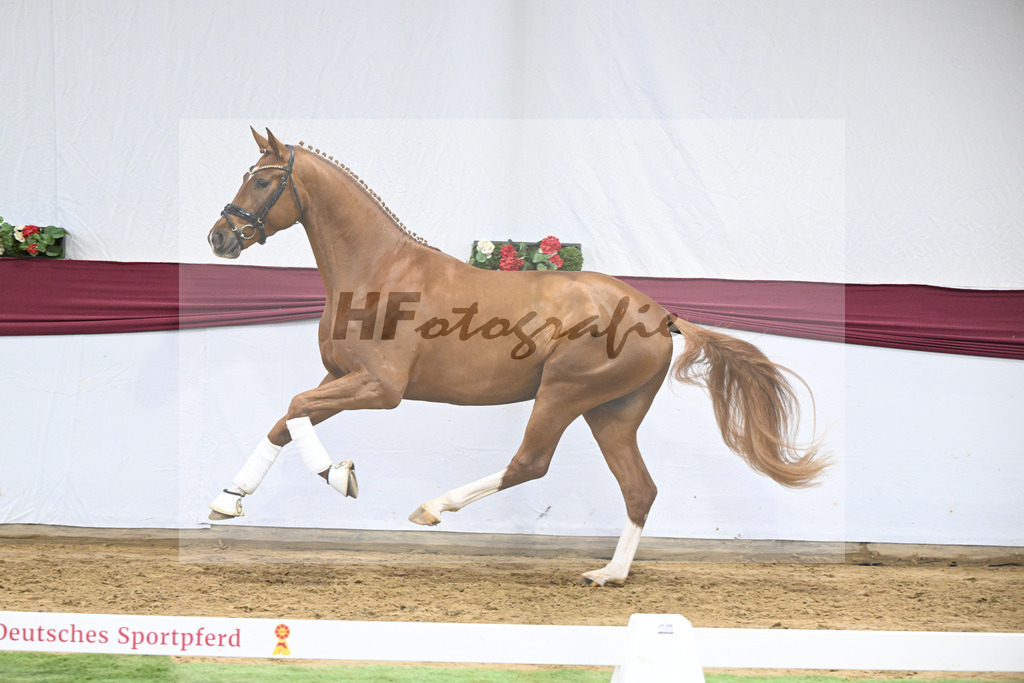 Kat-Nr. 22 Secret x Revolution_Gestuet Greim_47250647 | hf-fotografie - Realisiert mit Pictrs.com