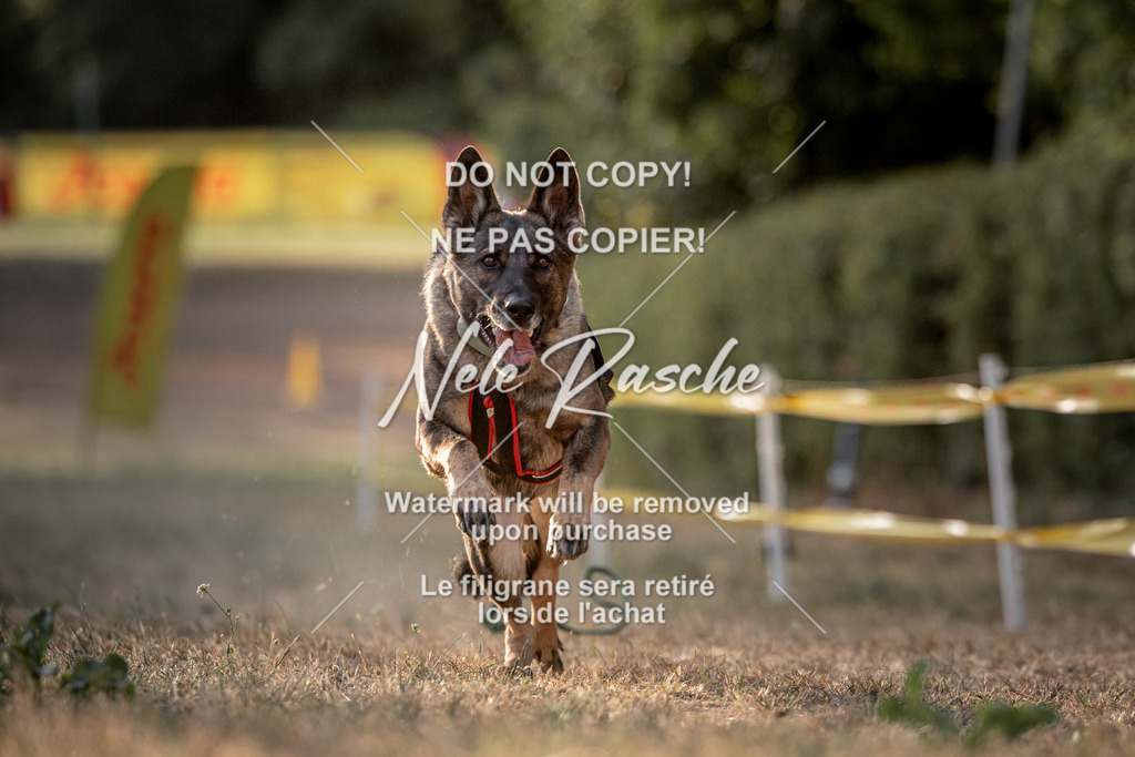 nelerasche_SummerNights26_SoPawSprint_92 | nelerasche