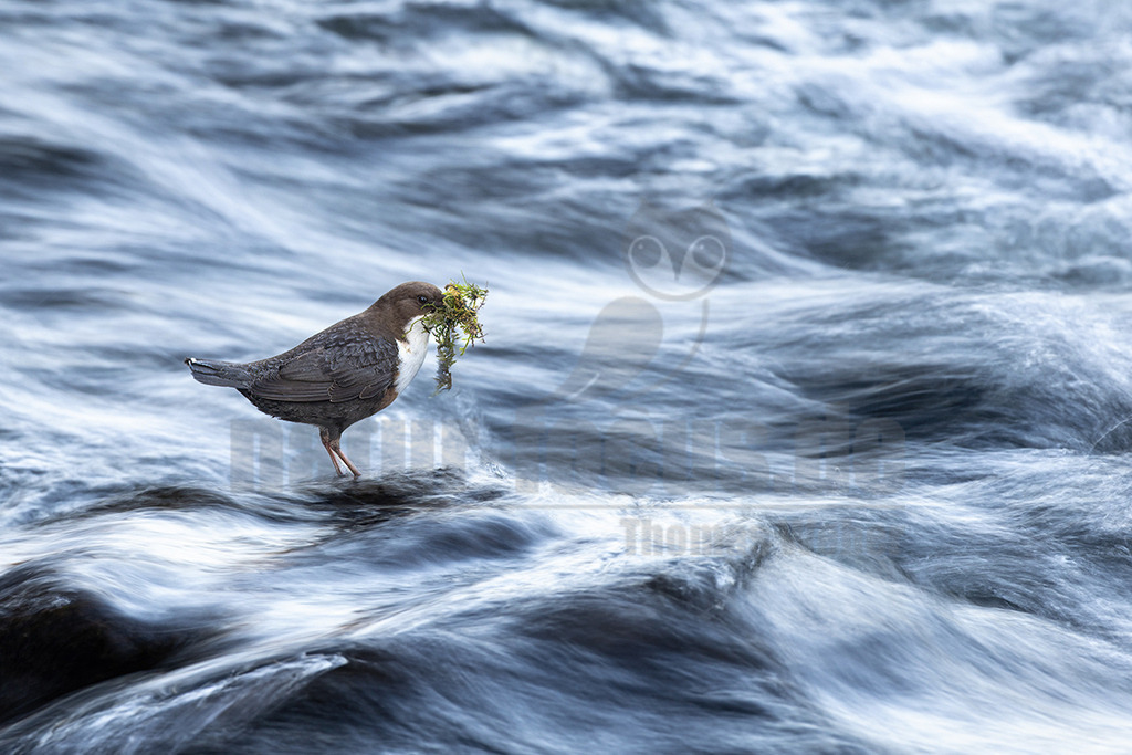R6NF2326_20250306 | Die Wasseramsel oder Eurasische Wasseramsel ist die einzige auch in Mitteleuropa vorkommende Vertreterin der Familie der Wasseramseln. Der etwa starengroße, rundlich wirkende Singvogel ist eng an das Leben entlang schnellfließender, klarer Gewässer gebunden. - Realisiert mit Pictrs.com