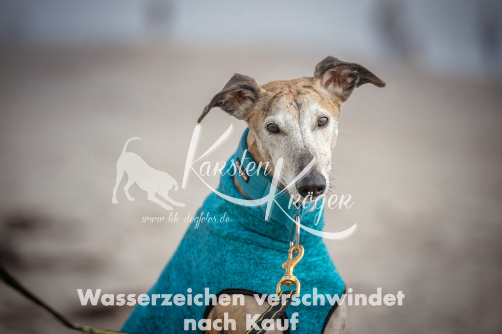 1142_ZZ90270 | kk-dogfotos