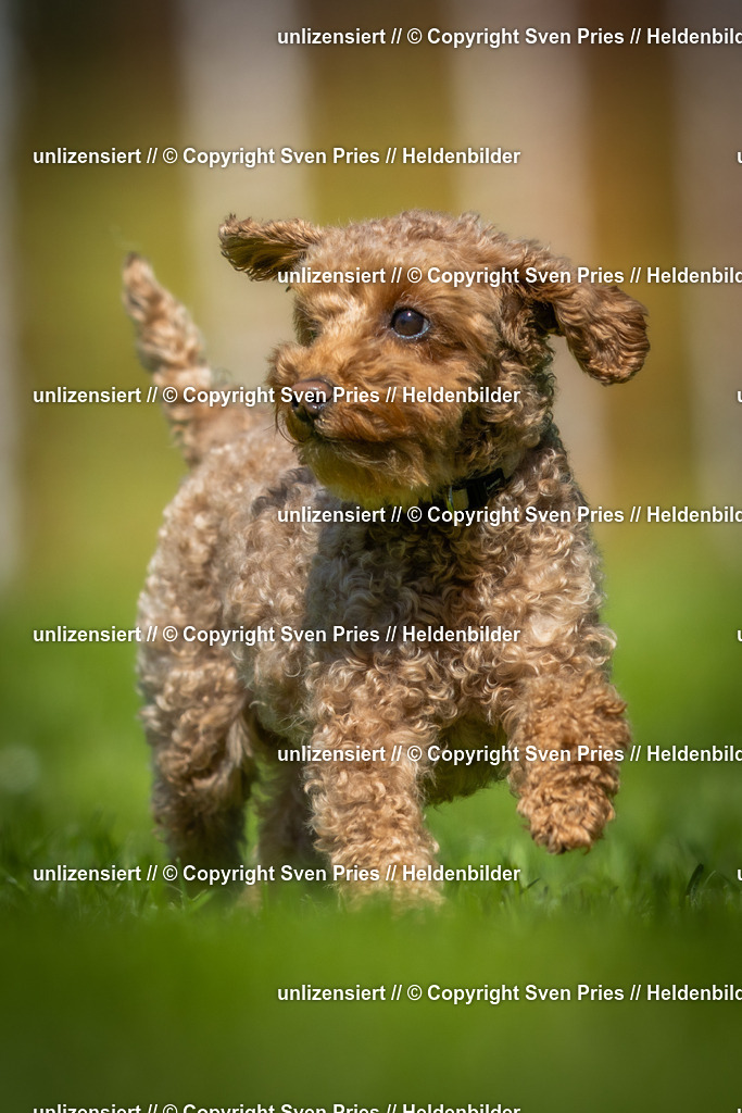 Hunderennen_April_2026_339 | 2026-04-26 - Hunderennen Baden-Oos April 2026 - Realisiert mit Pictrs.com