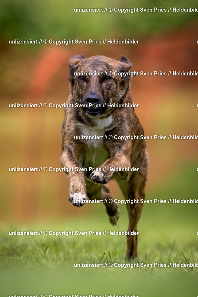 Sven Pries | 2024-04-21 - Hunderennen Baden-Oos
Foto: Sven Pries - Realisiert mit Pictrs.com