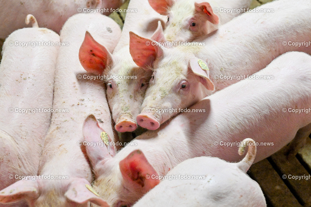 Landwirtschaft_ Schweinebauer_ 07.02.2024-19 | 07.02.2024, Obernberg am Inn, AUT, Landwirtschaft, Schweinebauer, im Bild Schweine, Schweinestall, Aufzucht, Stall, Boden, Spaltboden, Hausschwein, Mastschwein, Schweinemastbetrieb, Mast, maesten, Stallhaltung, Tiere, Saeugetiere, Nutztiere, Schweineproduktion, Fleisch, Produktion