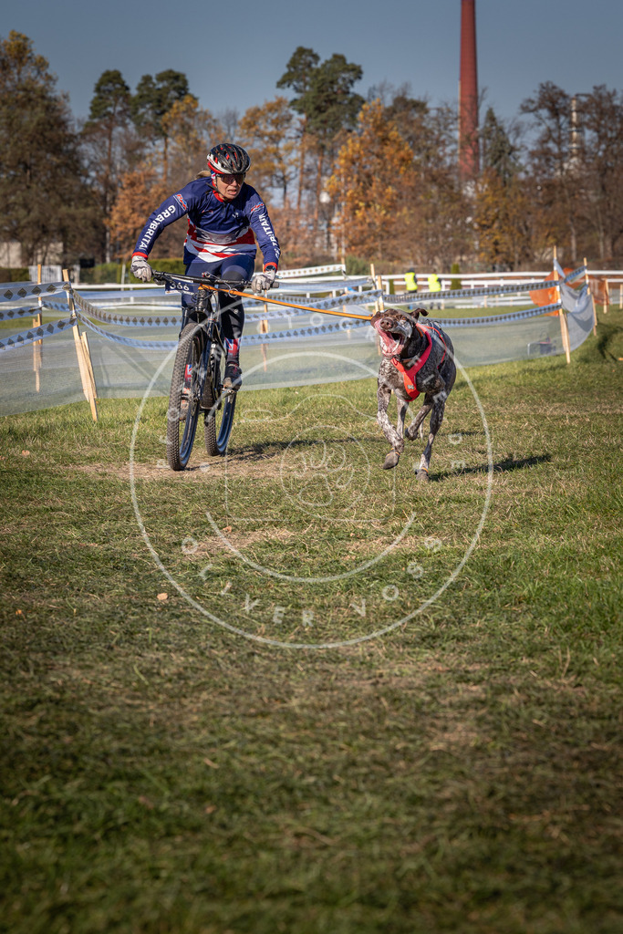 CaniXpix_0L8A6292 | Hundefotografie, Tierfotograf, Pfotenfotografie, Fotoshooting Hund, Hunde Portrait, Hundesport, Hundeportraits, Heideshooting, Hunde, Sportfotograf, Hundefotograf, Turnierhundsport, THS,  - Realisiert mit Pictrs.com
