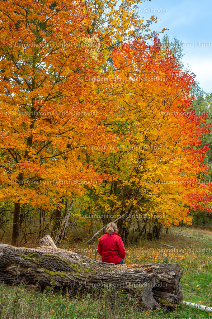 10049-13708 - Herbst in den Spiegelsbergen | Stockfoto und Bilderpool mit Bildmaterial aus Deutschland, dem Harz, Halberstadt, Quedlinburg, Wernigerode und weltweit. Qualitativ hochwertige und professionelle Fotos anschauen und kaufen. - Realisiert mit Pictrs.com