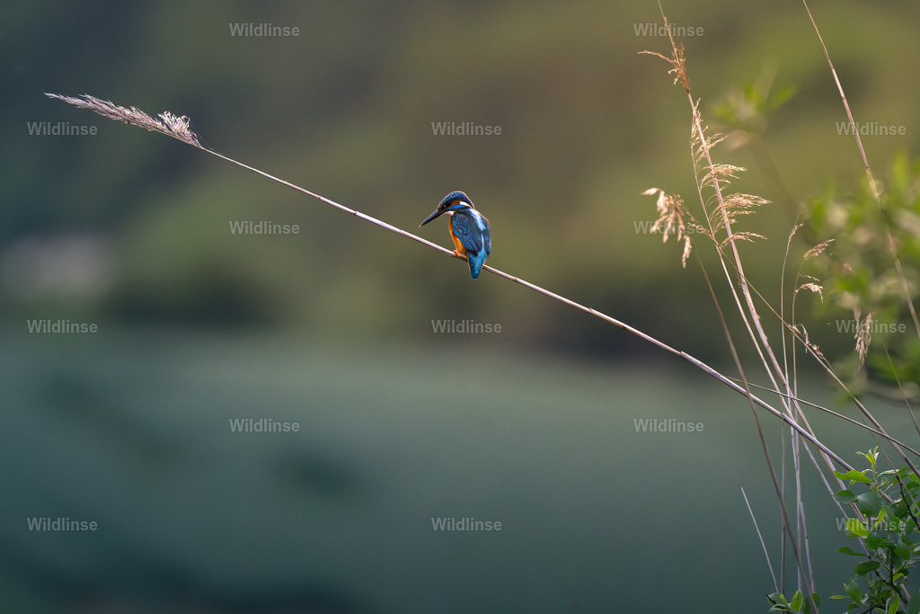 Wildlinse-250603-7 | Willkommen bei Wildlinse. Wildtierfotografien aus Schleswig-Holstein: Entdecke einzigartige Fine-Art-Prints und Poster, die Ruhe, Wildnis und die Schönheit unserer heimischen Tierwelt in dein Zuhause bringen. - Realisiert mit Pictrs.com