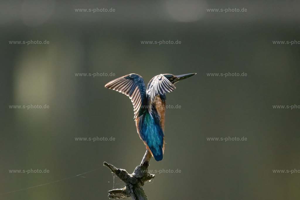 Eisvogel | ... beim Sonnenbad - Realisiert mit Pictrs.com