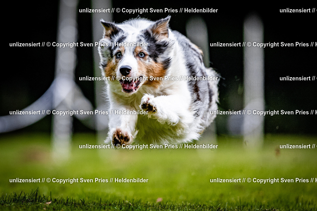 Sven Pries | 2025-10-03 - Hunderennen Obergrombach - Realisiert mit Pictrs.com