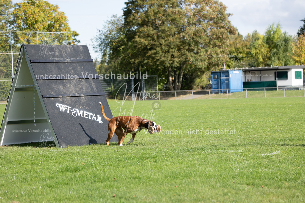 _16A6983 | Einzigartige Fotos von Hunden & Menschen –Actionfotos, Portraits, Vereinsaufnahmen & Paarshootings – authentisch, lebendig & mit Herz.