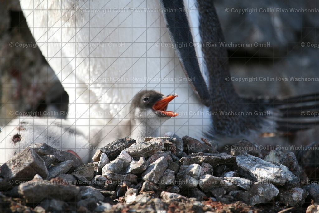 IMG_5349 | Antarktis / Antarctica - Realisiert mit Pictrs.com