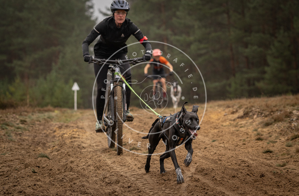 Pfotenfotografie_DV3A3231 | Hundefotografie, Tierfotograf, Pfotenfotografie, Fotoshooting Hund, Hunde Portrait, Hundesport, Hundeportraits, Heideshooting, Hunde, Sportfotograf, Hundefotograf, Turnierhundsport, THS,  - Realisiert mit Pictrs.com