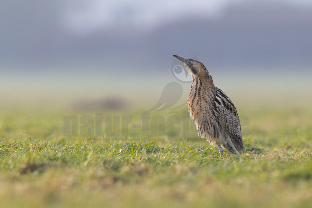 R5M20484_20260125 | Eine Rohrdommel (Botaurus stellaris) steht auf einer weitläufigen, grünen Wiese und blickt mit erhobenem Kopf in den Himmel. Ihr Gefieder zeigt die typische braun-beige Streifenmusterung, die zur Tarnung dient. Ein kleiner Grashalm haftet an ihrem Schnabel. Der Hintergrund ist unscharf und zeigt einen hellblauen bis grauen Himmel über einer leicht verschwommenen Landschaft. - Realisiert mit Pictrs.com