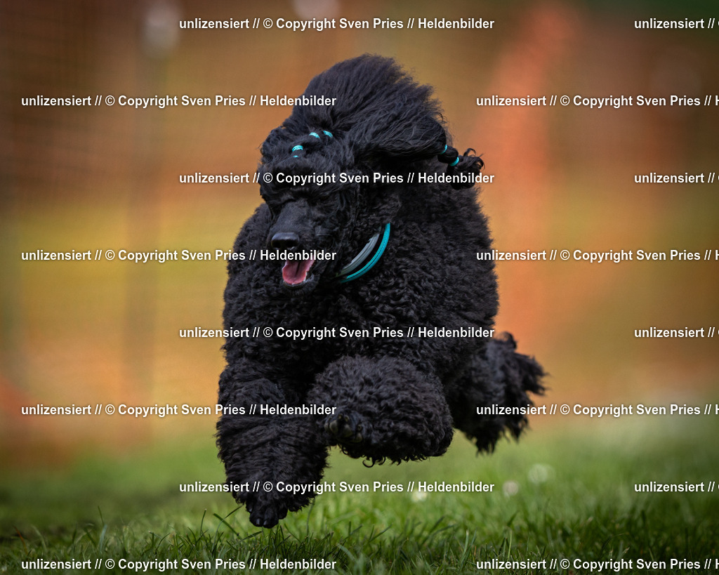 Sven Pries | 2025-04-13 - Hunderennen Baden-Baden - Realisiert mit Pictrs.com