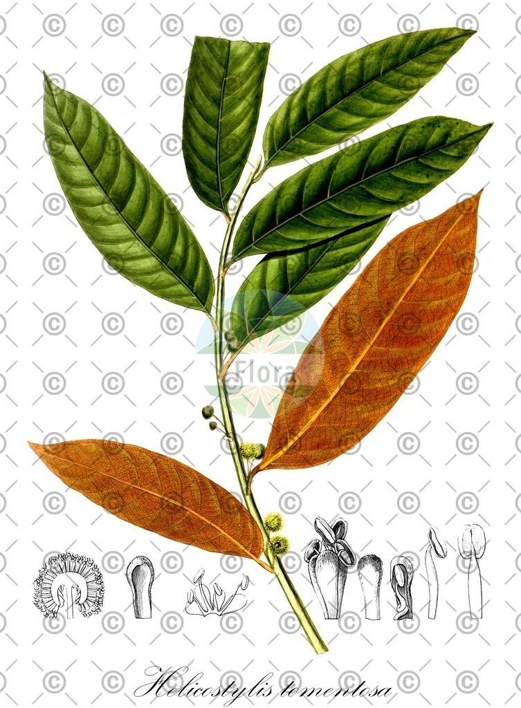HistAbb_wfo-0000718133_1_ENZY_Simple | Historische Abbildung von Helicostylis tomentosa - Moraceae | Historical Illustration of Helicostylis tomentosa - Moraceae
