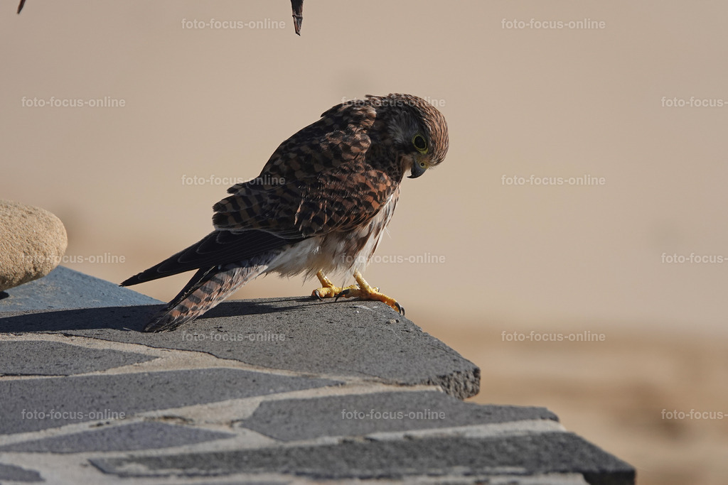 9 | foto-focus-online