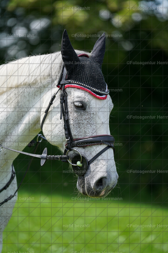 20240622-FAH07564 | Turnierfotografen Bayern, Reitsportbilder aus dem Geländekurs mit Felix Etzel auf dem Gut Waitzacker 2024
