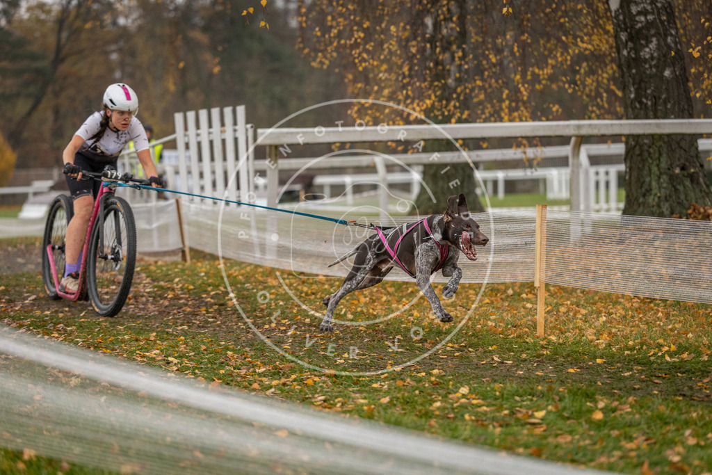 CaniXpix_DV3A7663 | Hundefotografie, Tierfotograf, Pfotenfotografie, Fotoshooting Hund, Hunde Portrait, Hundesport, Hundeportraits, Heideshooting, Hunde, Sportfotograf, Hundefotograf, Turnierhundsport, THS,  - Realisiert mit Pictrs.com