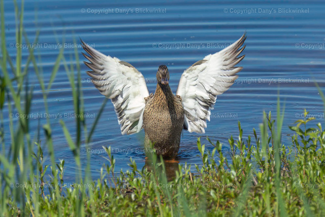 201732 | Tierfotografie, Tierkalender, Tierbilder, Insekten, Spinnen, Vögel, Schmetterling, Libellen, Leinwand, Colorkey, Qualität, Geschenkartikel, Geschenk - Realisiert mit Pictrs.com