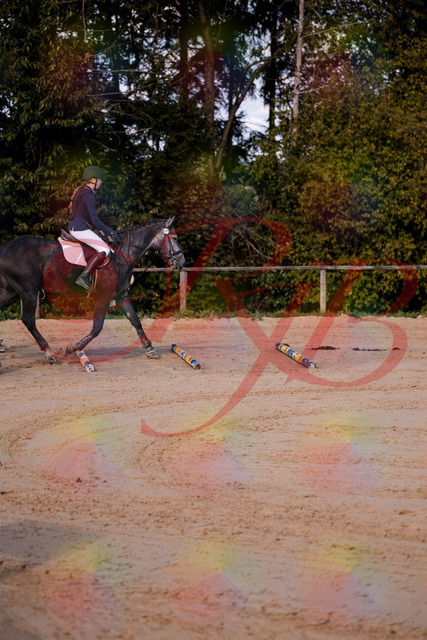 2026_10_03_Siefer-Hof_144829_Z81_25794656 | Professionelle Reitsport-, Turnier- und Eventfotografie von Robert Broda. Galerien mit ausgewählten und bearbeiteten Bildern direkt online ansehen und bestellen.