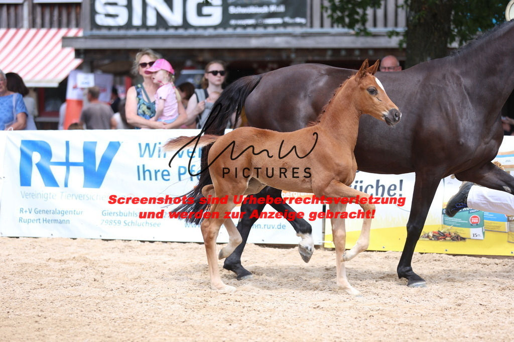Fohlenschau_Schwäbisch_Hall_dressurbetonte_Fohlen_Goldring_KN 4_3 | lmwpictures - Realisiert mit Pictrs.com