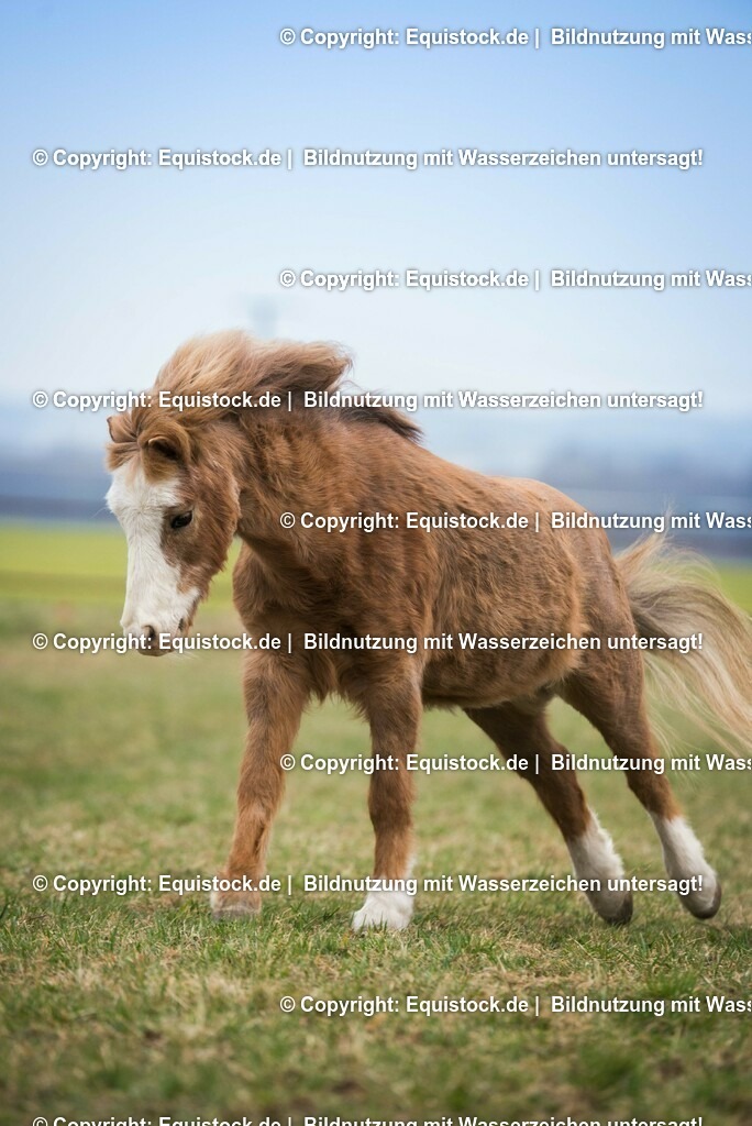 20150322_TOMsPiC_0074 | equistock