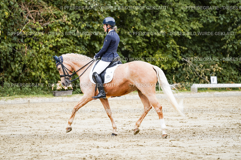 DSC04672 | Pferdegrafie