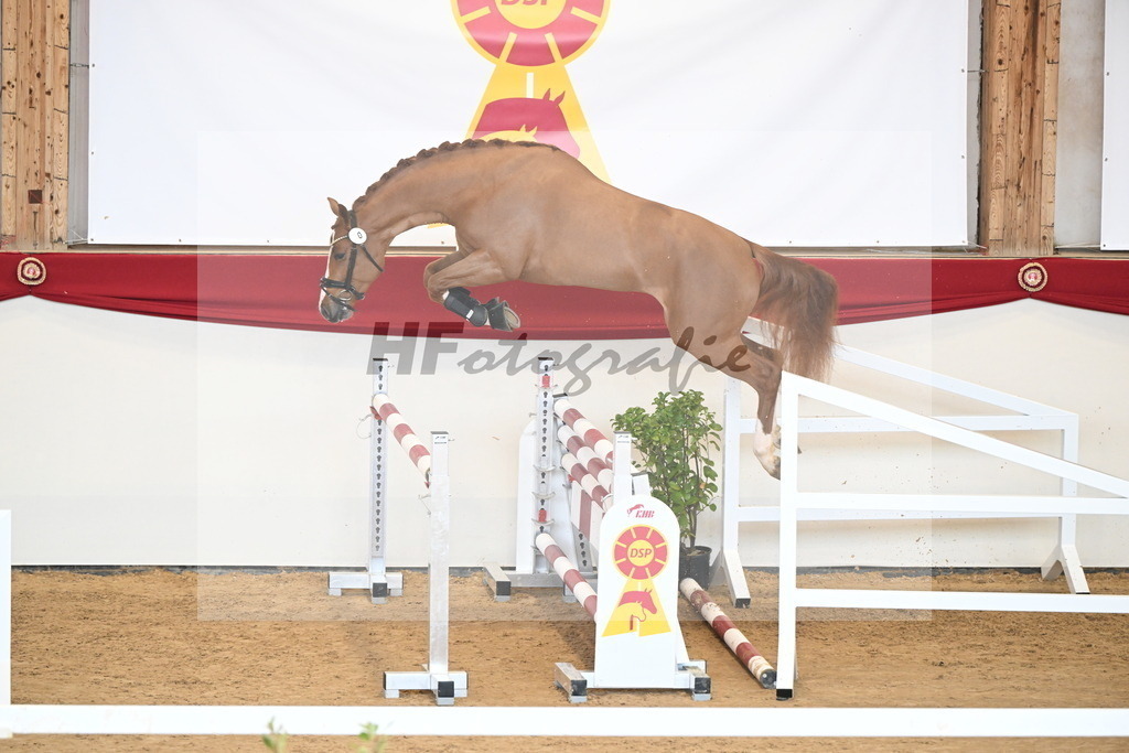 Kat.-Nr. 1 v. Balou du Rouet_Kastner-Schöpe_2250968 | hf-fotografie - Realizzato con Pictrs.com
